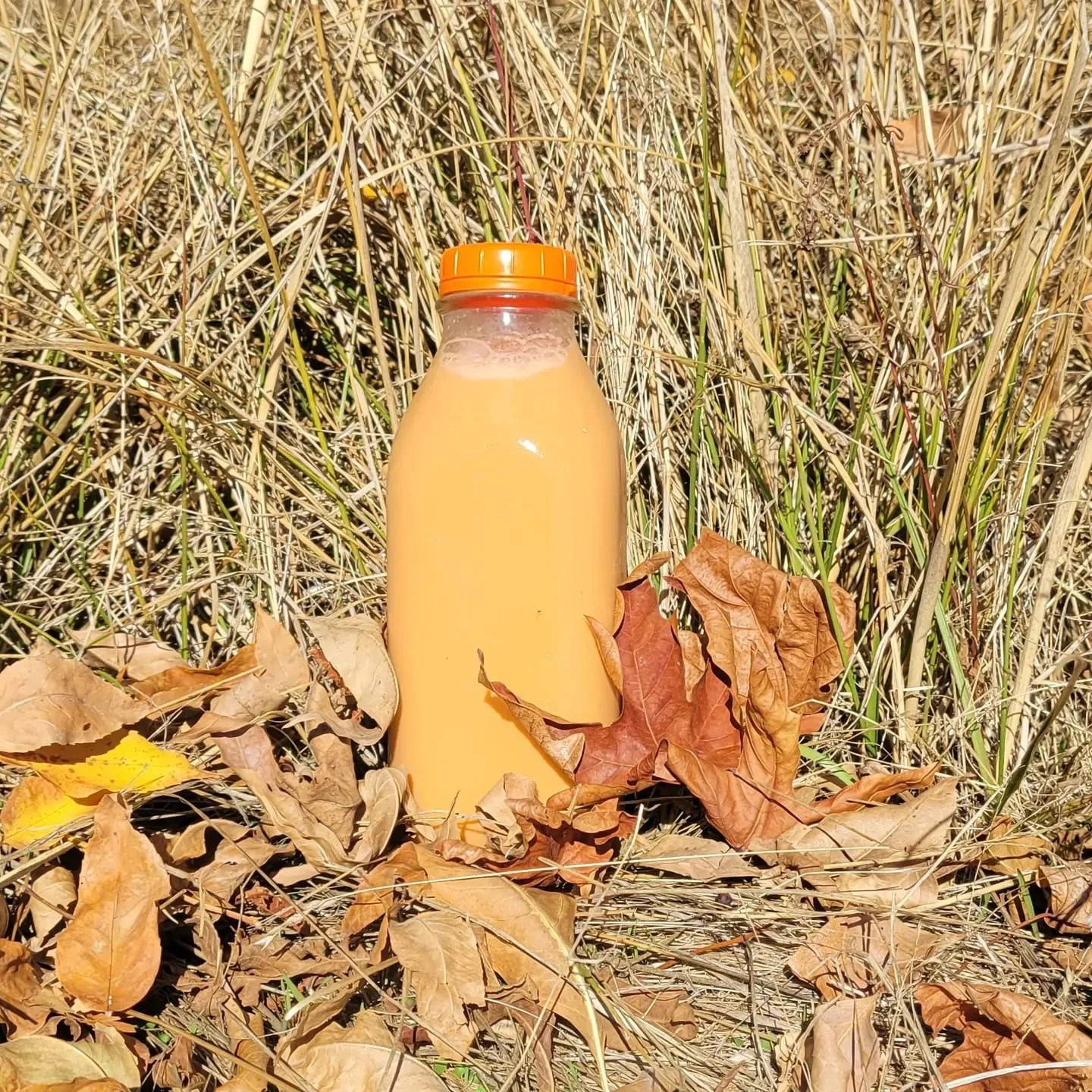 242714976_3067997310097612_8770204151603879183_n Bottle of orange smoothie placed among autumn leaves and dry grass, showcasing a seasonal outdoor setting.