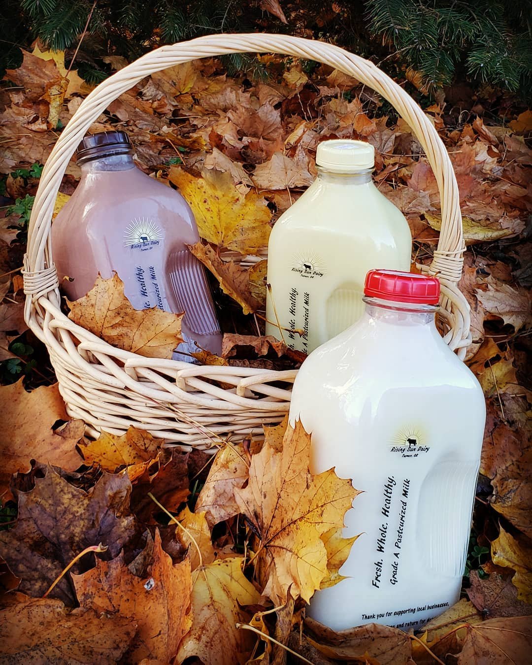 Basket containing three bottles of fresh, local milk varieties—chocolate, whole, and cream—surrounded by autumn leaves, promoting support for local dairy farms.